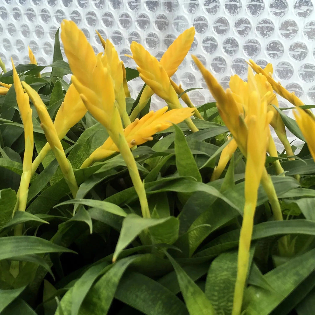 Buy Yellow Spike Bromeliad (Vriesea ospinae) (PPL454) Online at £6.64 from Reptile Centre