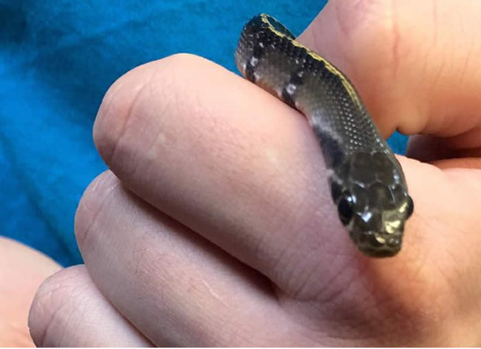 Yellow-Striped Rat Snake Setup