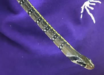yellow-stripe-rat-snake