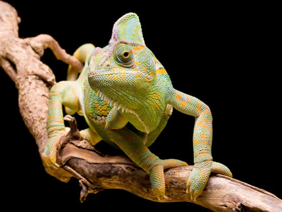 Yemen Chameleon Setup