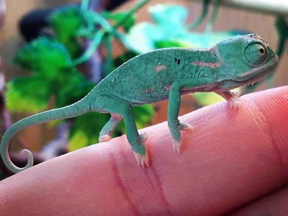 Yemen Chameleon Pet Care Guide Faq