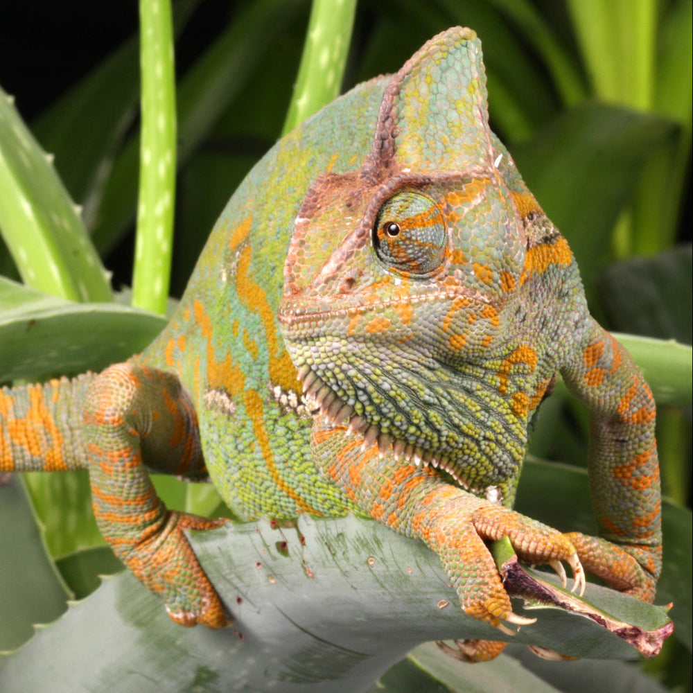 A picture of a veiled chameleon with yellow and green patterns climbing along an aloe plant