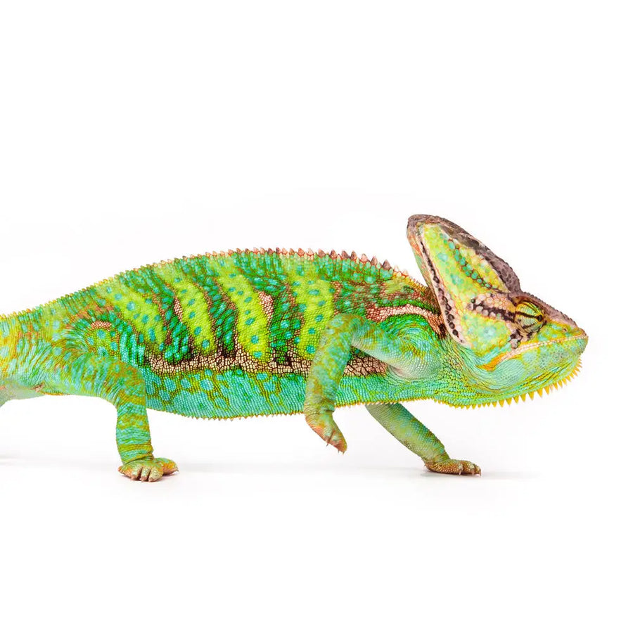 Yemen Chameleon Setup