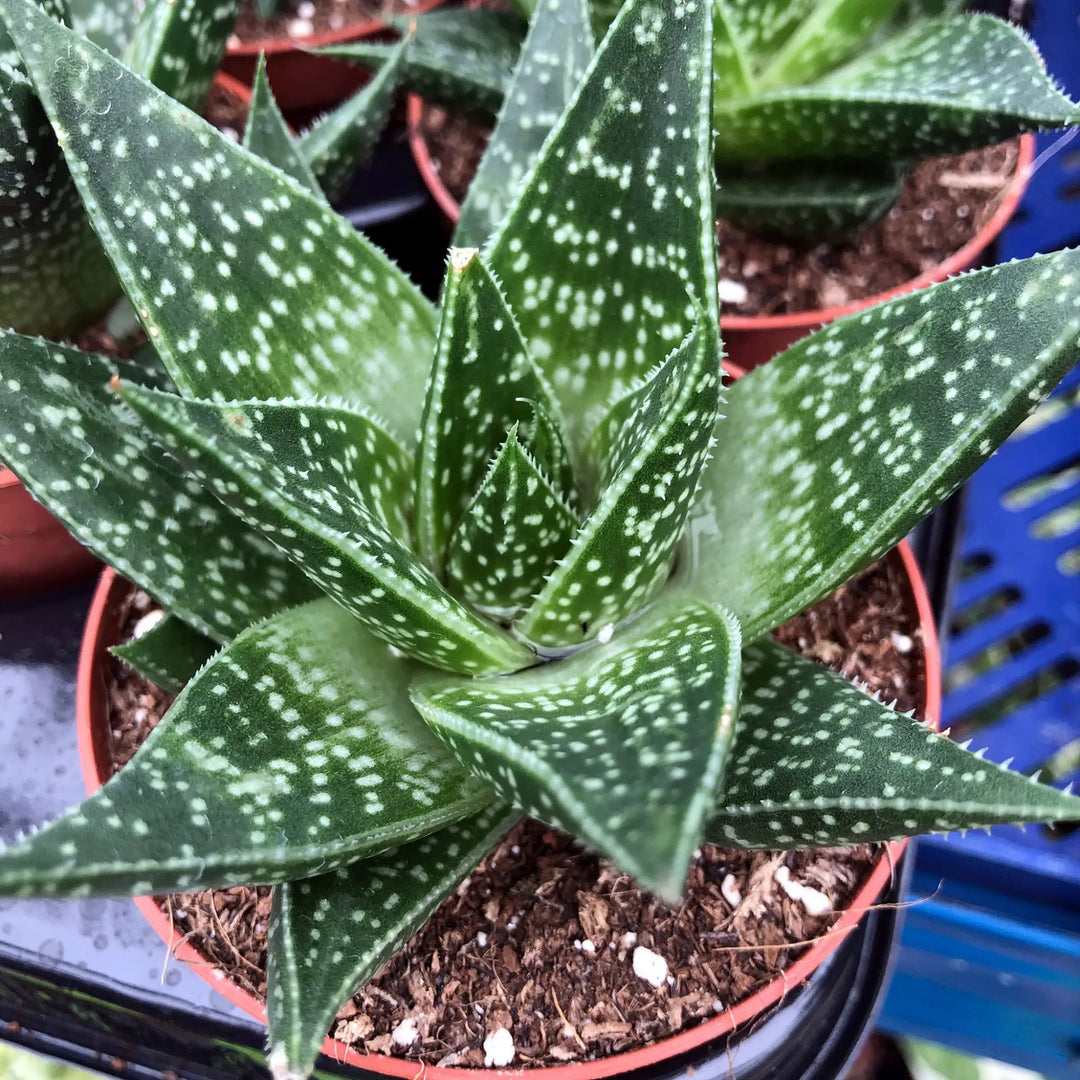 Buy Zebra Haworthia (Haworthia attenuata 'Enon') (PPL018) Online at £5.69 from Reptile Centre