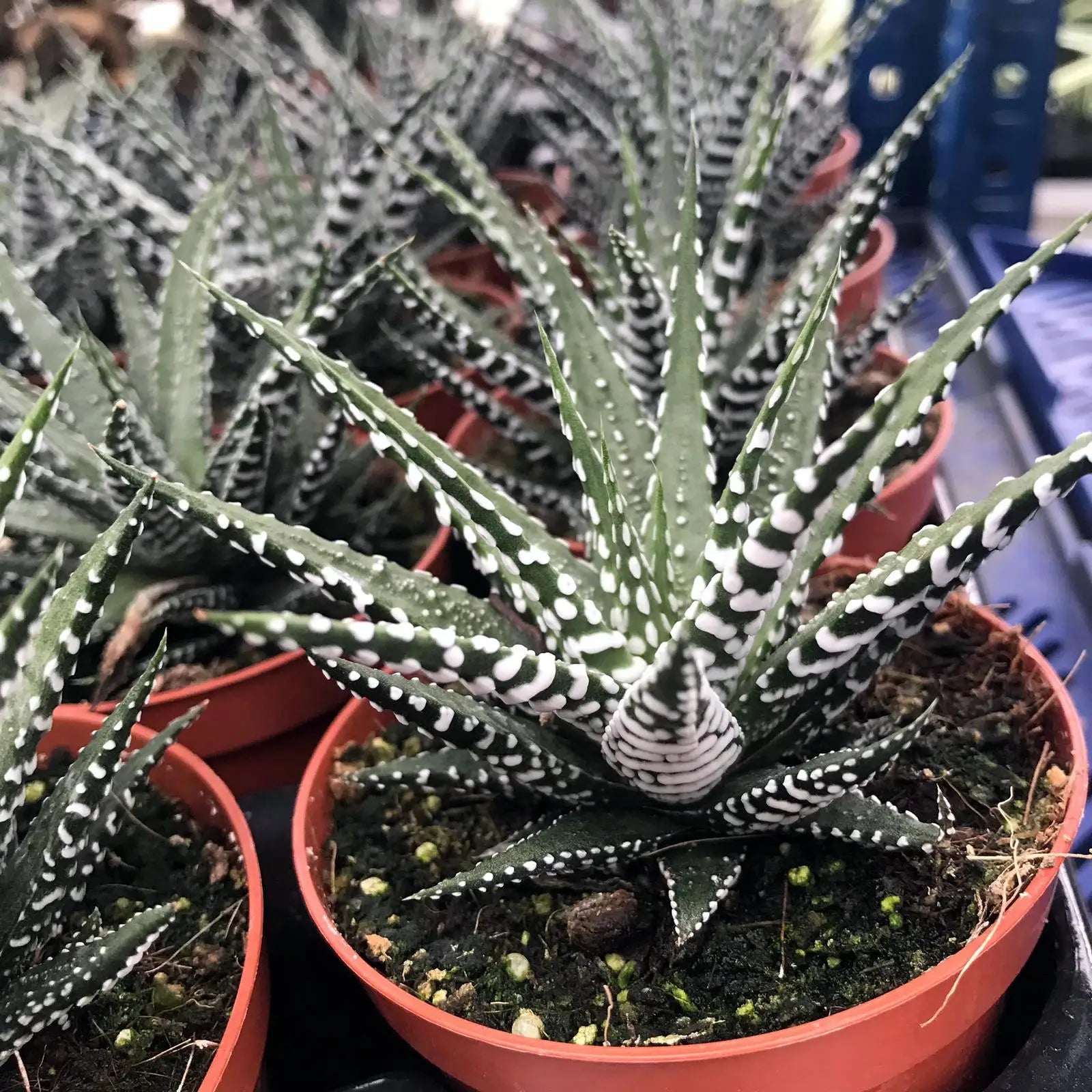 Buy Zebra Plant (Harworthia fasciata) online