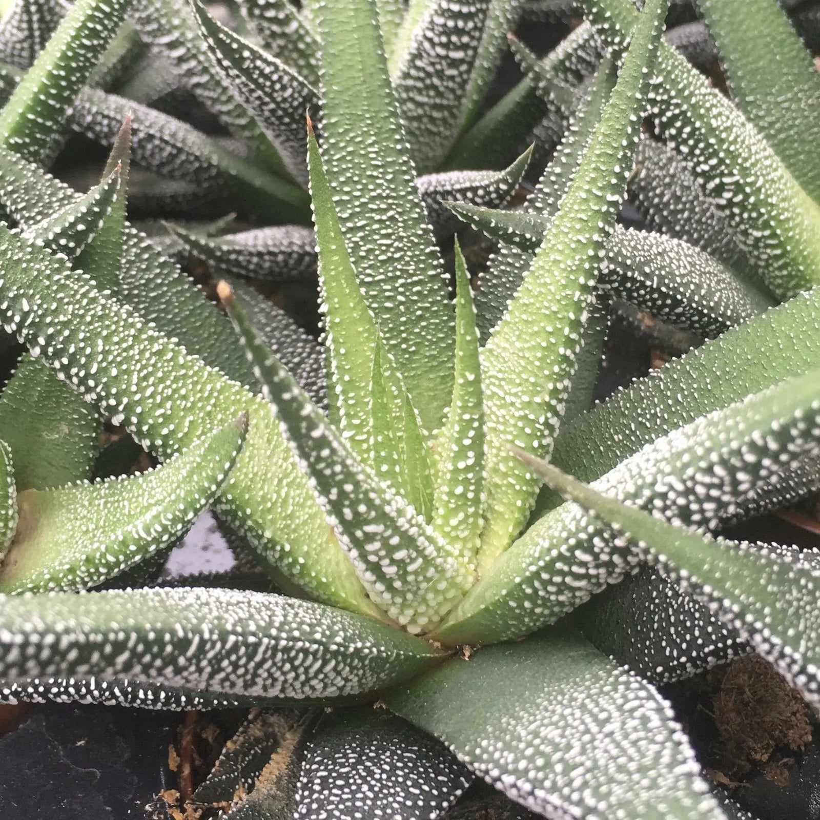 Buy Zebra Plant (Harworthia fasciata) online