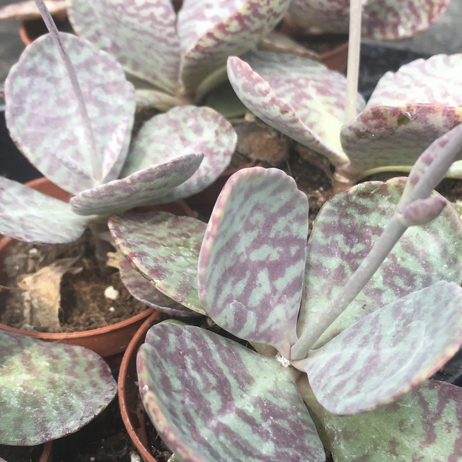 Buy Zebra Succulent (Kalanchoe sp.) online