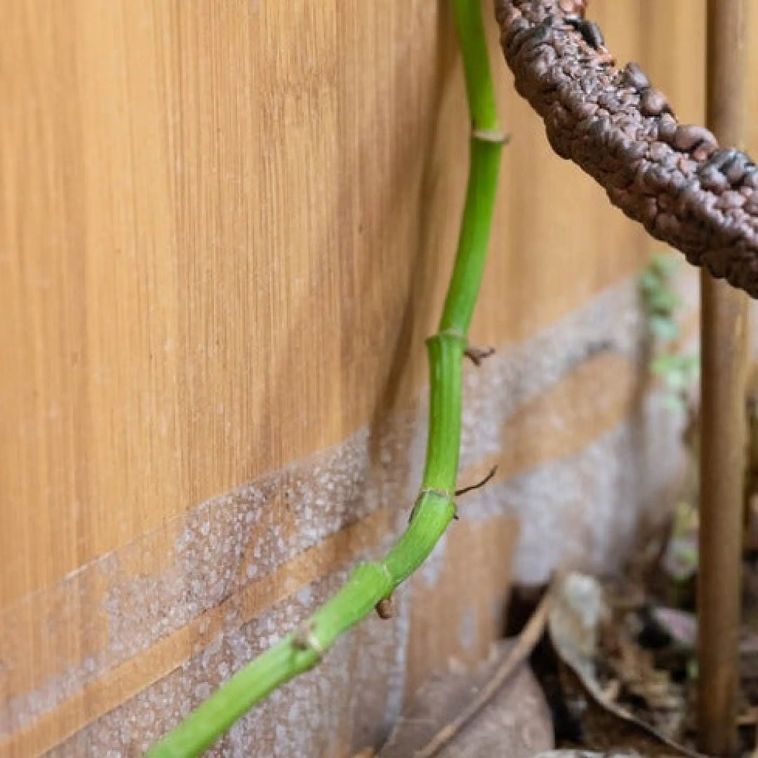 Zen Habitats Bio - Basin Substrates